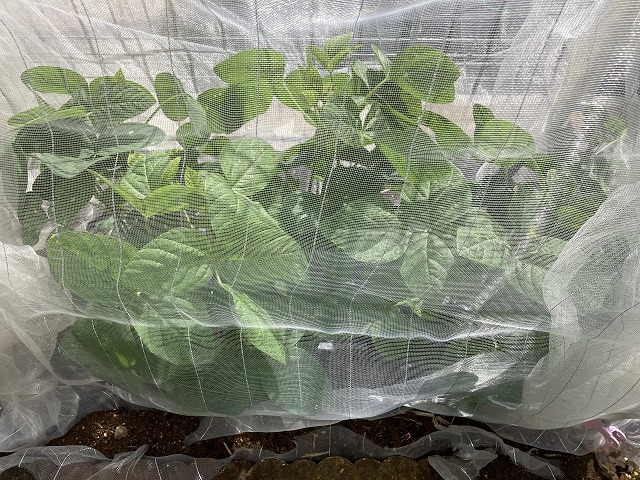 ４種の枝豆　５月21日