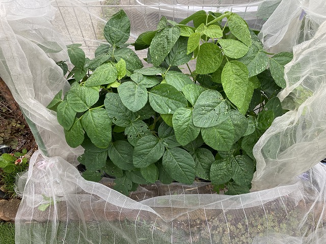 ４種の枝豆　６月２日