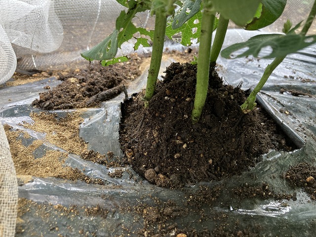 ４種の枝豆　６月２日　土寄せ