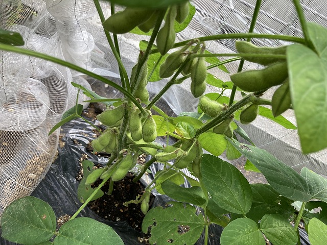 ４種の枝豆　６月30日　サッポロミドリ（と、少したんくろう）を収穫