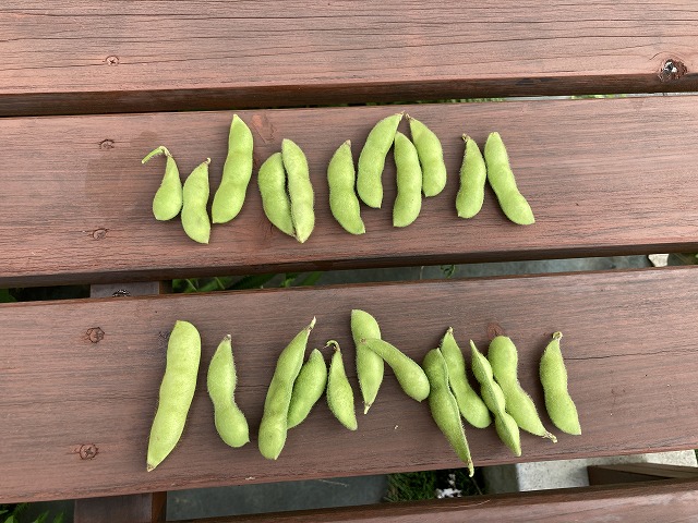 ４種の枝豆　６月30日　サッポロミドリ（と、少したんくろう）を収穫