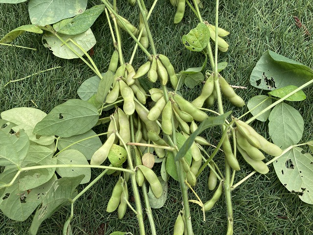 ４種の枝豆　７月７日　サッポロミドリとたんくろうを株ごと収穫