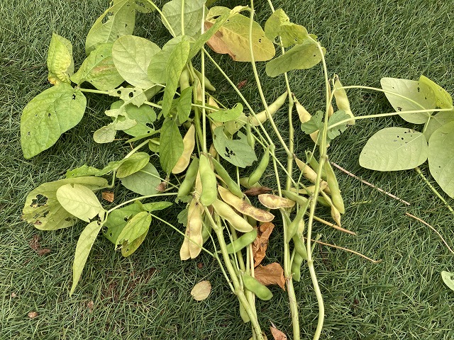 ４種の枝豆　７月７日　夏風香を株ごと収穫