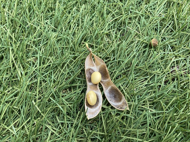 ４種の枝豆　７月７日　夏風香を株ごと収穫
