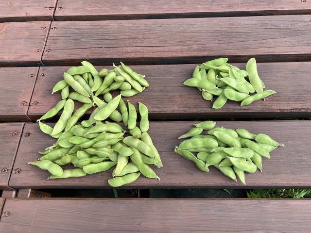４種の枝豆　７月７日の収穫　たんくろう（左）　夏風香（右上）　サッポロミドリ（右下）
