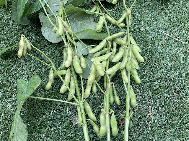 ４種の枝豆　７月14日の収穫（青祭）