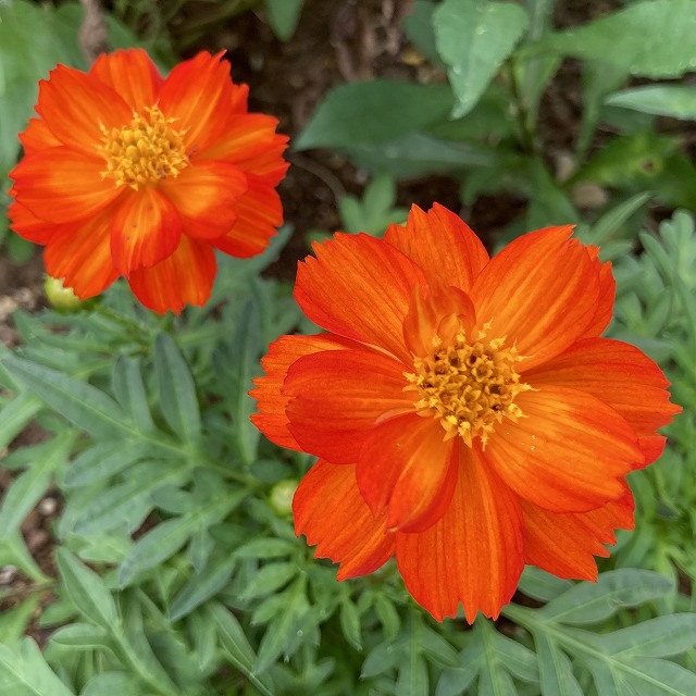 キバナコスモス レッド 時期 特徴 育て方 花言葉 葉 開花時期 種類 種 こぼれ種 画像