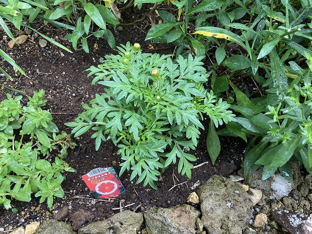 キバナコスモス「レッド」 植え付け 7月15日