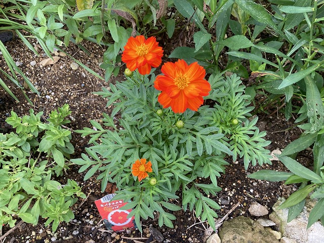 キバナコスモス「レッド」 7月19日