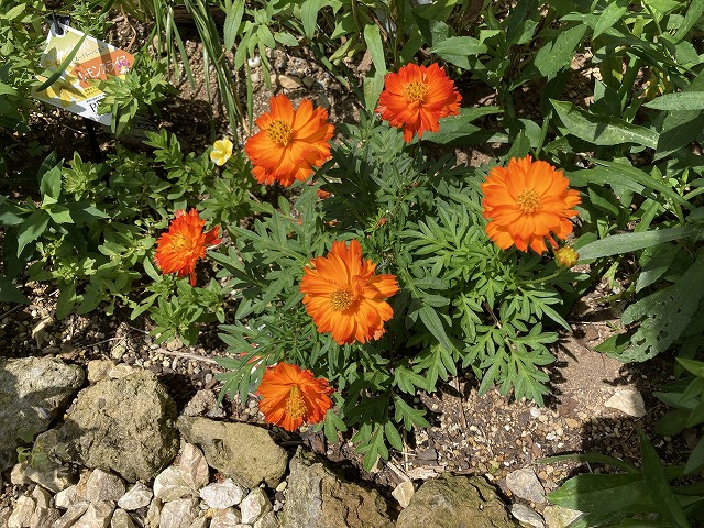 キバナコスモス「レッド」 7月26日