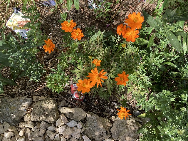 キバナコスモス「レッド」 9月15日