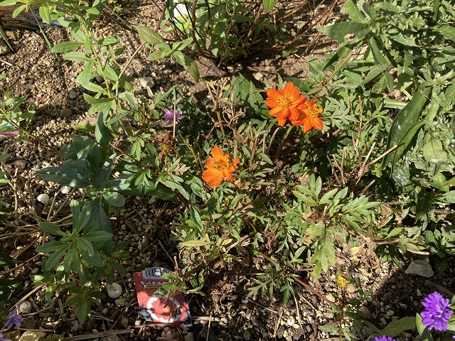 キバナコスモス「レッド」 10月13日