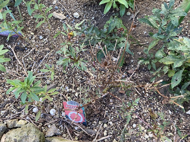 キバナコスモス「レッド」 11月8日