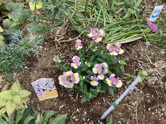 ネメシア「レモンパイ」　植え付け　12月５日