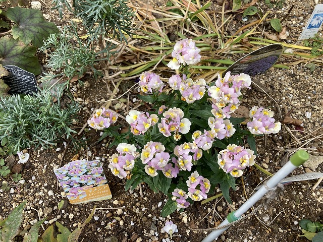 ネメシア「レモンパイ」　１月３日