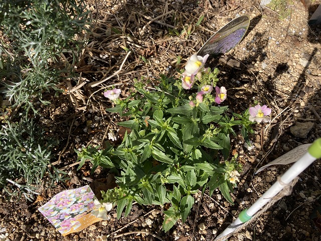 ネメシア「レモンパイ」　２月11日