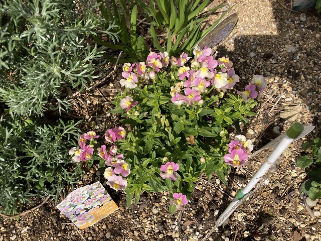 ネメシア「レモンパイ」　３月17日