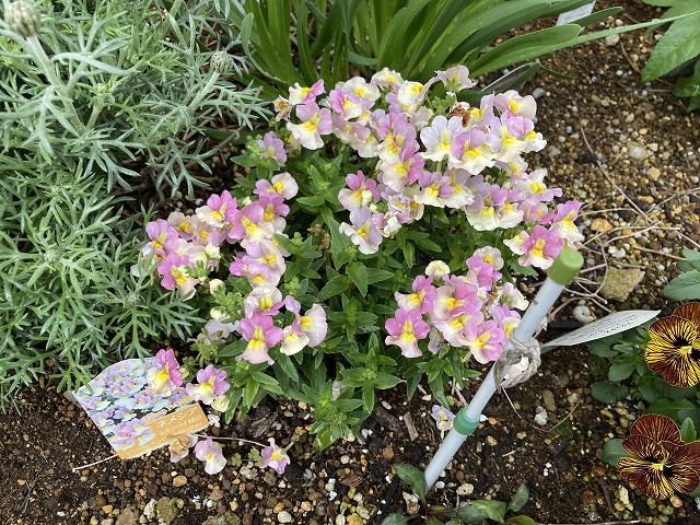 ネメシア「レモンパイ」　４月７日