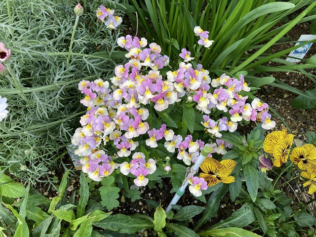 ネメシア「レモンパイ」　４月28日