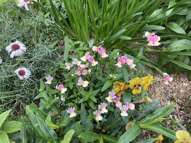 ネメシア「レモンパイ」　５月12日