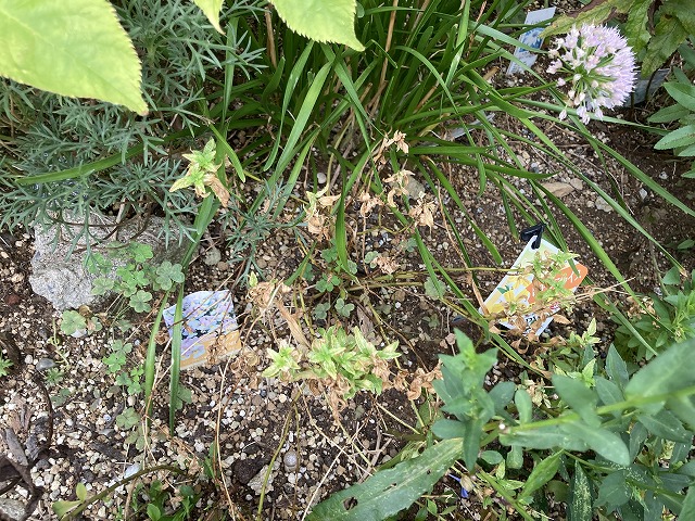 ネメシア「レモンパイ」　８月22日