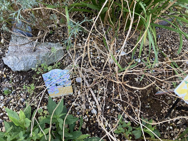 ネメシア「レモンパイ」　９月23日