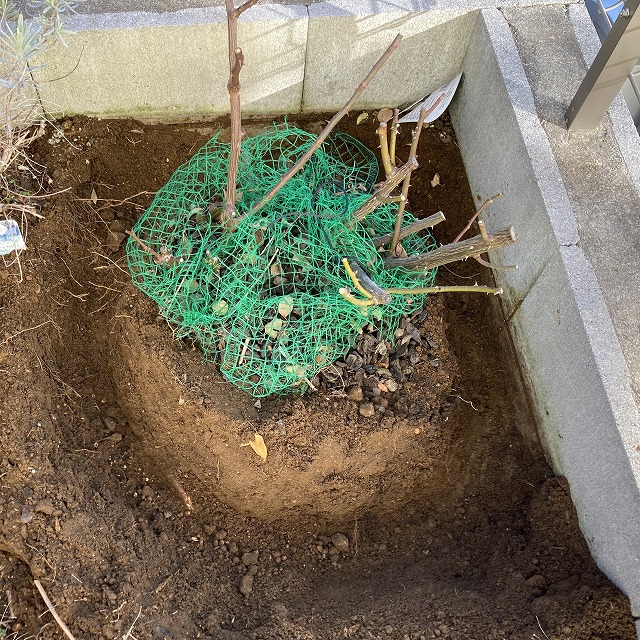 バラ 冬 剪定 誘引 寒肥 夏の花 秋の花 オリビアローズオースチン ビブレバカンス ティップントップ 葉っぱ 初心者 ブログ