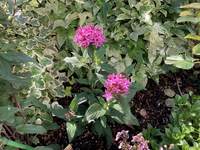 高性ペンタス「パニックタワー」　６月11日