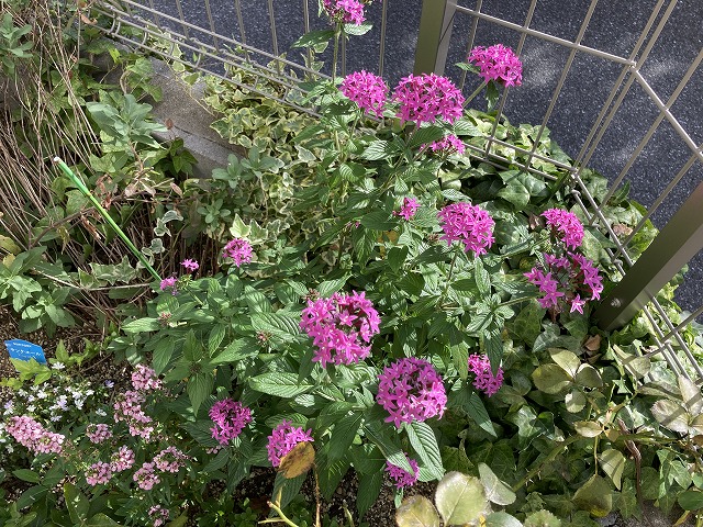 高性ペンタス「パニックタワー」　９月15日