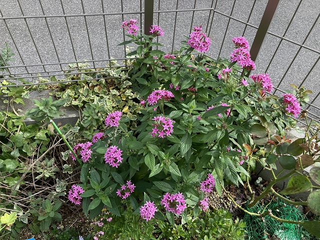 高性ペンタス「パニックタワー」　10月27日