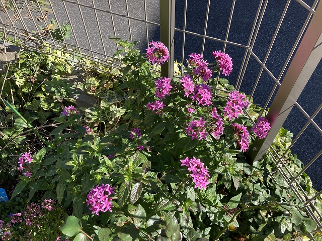 高性ペンタス「パニックタワー」　11月19日