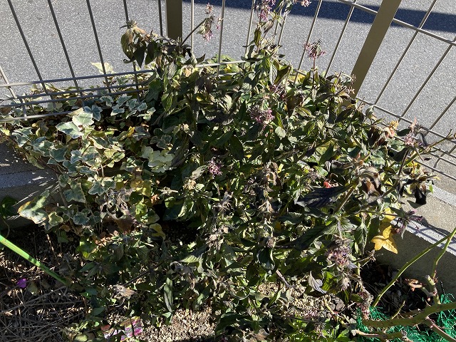 高性ペンタス「パニックタワー」　12月24日