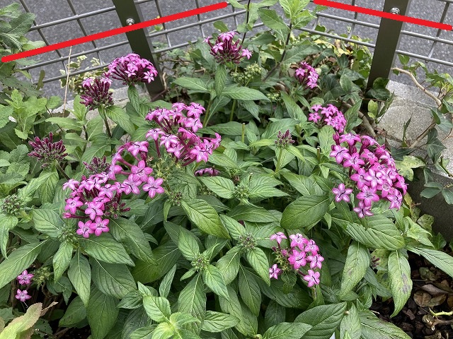 普通のペンタス（左）と高性ペンタス（右）の比較