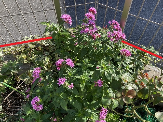 普通のペンタス（左）と高性ペンタス（右）の比較