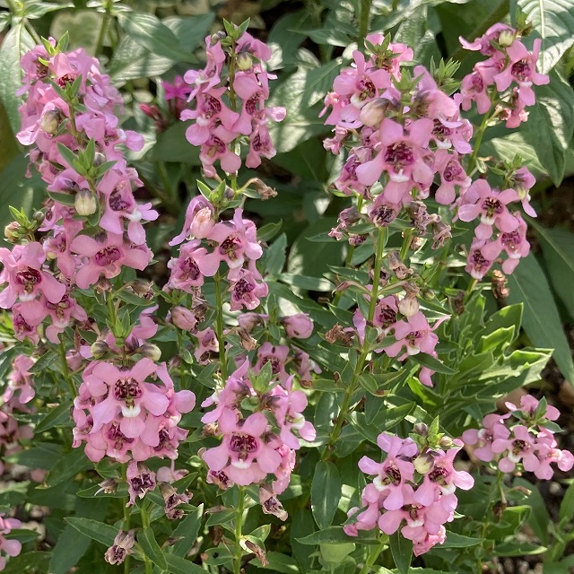 アンゲロニア　セレニータ　育て方　花言葉　切り戻し　枯れる　冬越し　植え付け　大きさ　高さ　花壇　色
