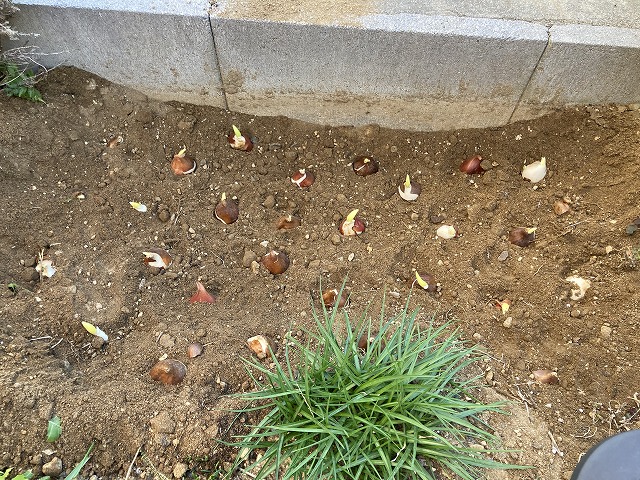 チューリップ　植え付け　12月24日