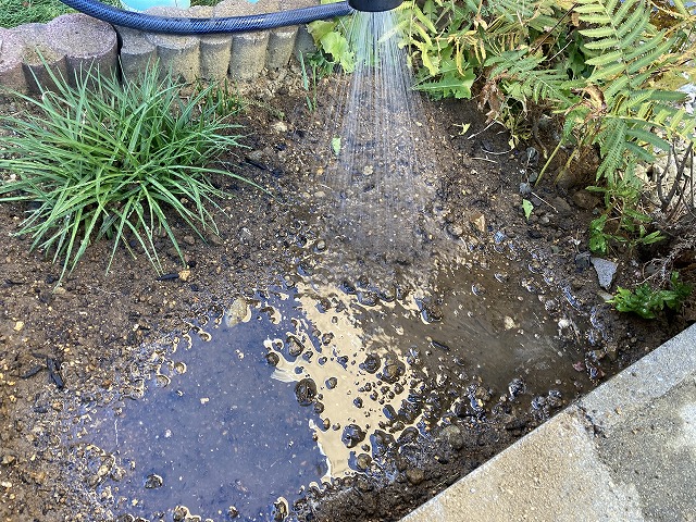 チューリップ　植え付け　12月24日