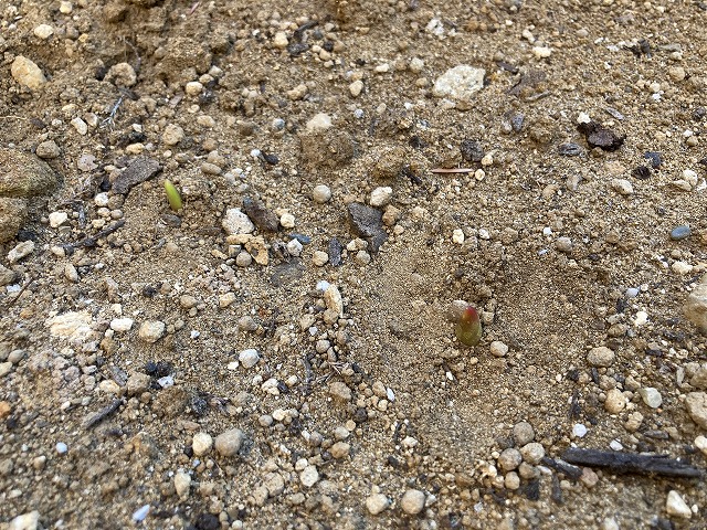 チューリップ　２月９日