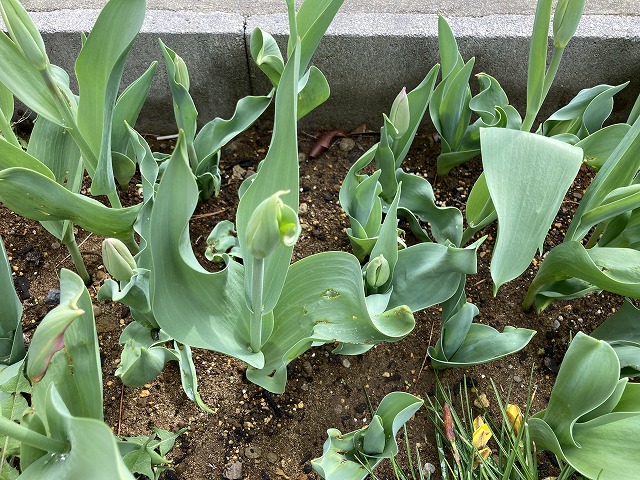 チューリップ　３月30日