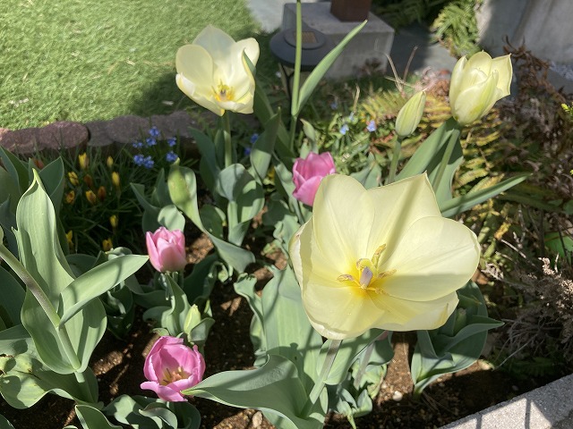 チューリップ　４月５日