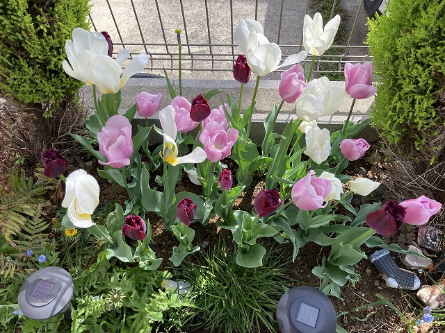 チューリップ　４月15日