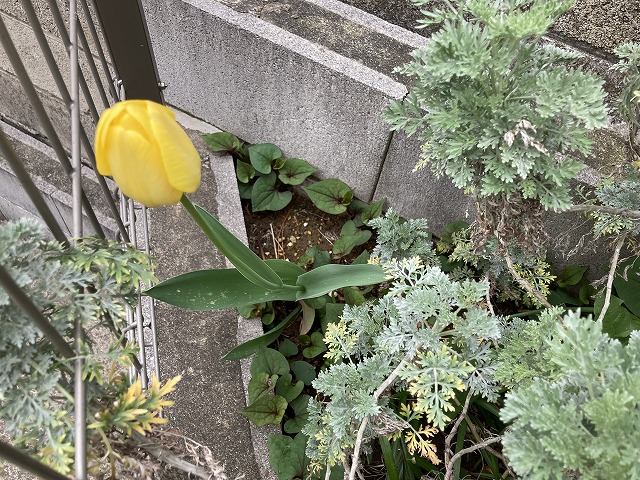 チューリップ　４月13日　植えっぱなし２年目のチューリップ