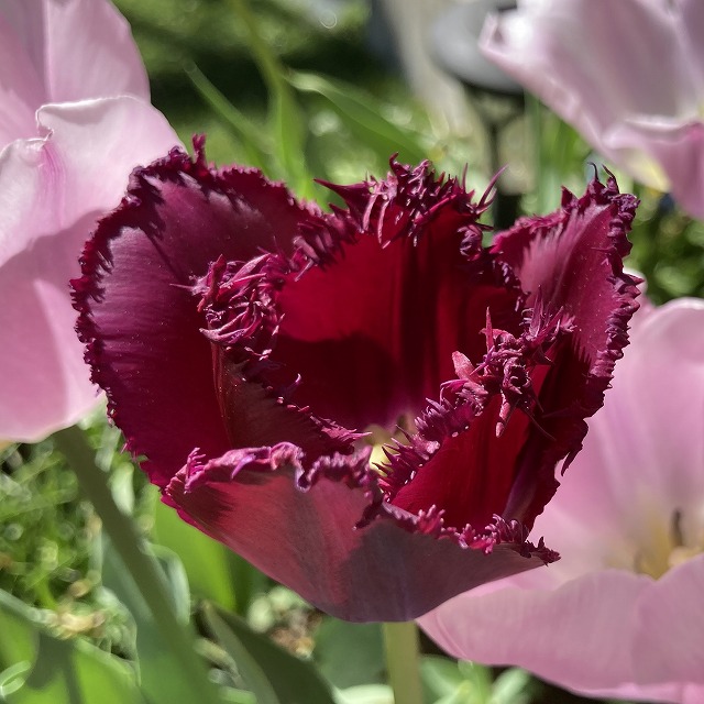 2025年のチューリップをアップで