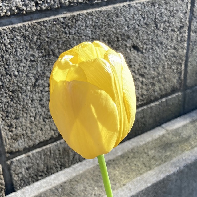 2025年のチューリップをアップで