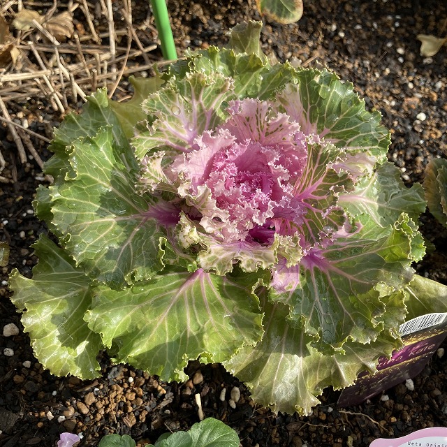 ハボタン プラチナケール 特徴 育て方 成長記録 地植え 葉牡丹 花言葉 花 一年草