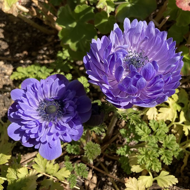 アネモネ オーロラ 青紫 特徴 育て方 花言葉 季節 花 植えっぱなし 球根 苗 成長記録 色