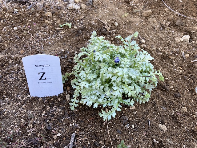 ネモフィラ「ダZ」 植え付け 2月9日
