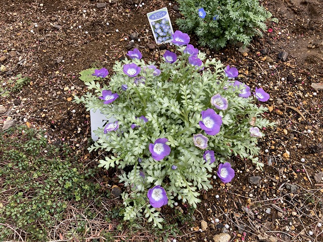 シルバーリーフのネモフィラ「ダZ」（ピンク）が美しく開花！ - ズボラ