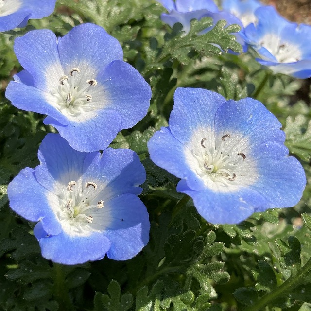 ネモフィラ　インシグニスブルー　メンジェシー　特徴　育て方　花言葉　一年草　苗　こぼれ種