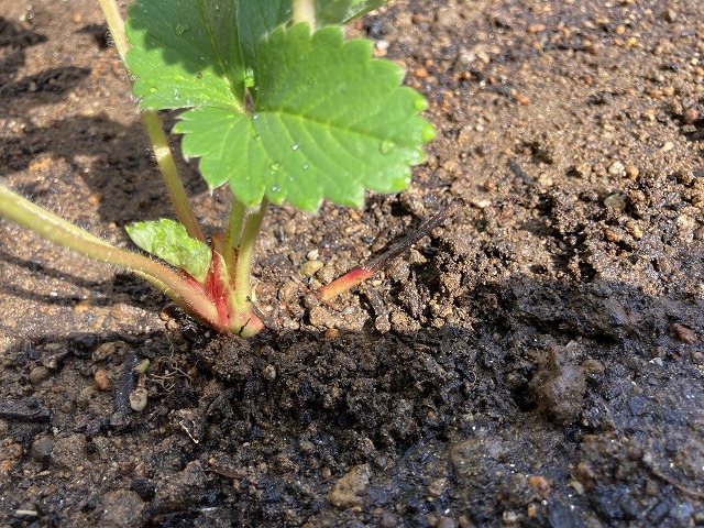 イチゴ(東京おひさまベリーと蜜香) 植え付け 10月27日